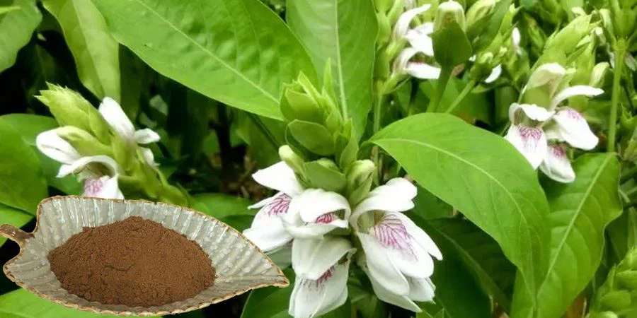 Adhatoda Vasica Extract Powder