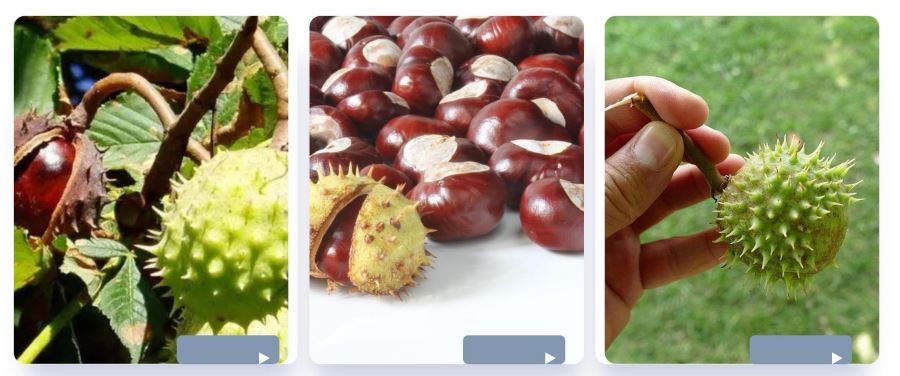 Bulk Horse Chestnut Extract Powder