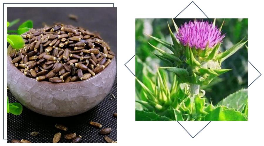 Silybum marianum Extract