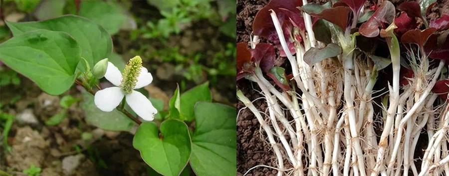 Houttuynia Cordata Extract Powder for sale Houttuynia Cordata Extract Powder for sale